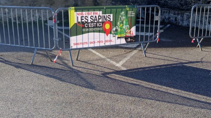 Collecte des sapins de Noël